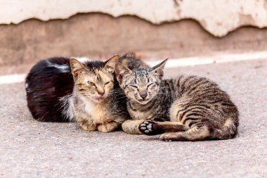 kedi beton sokak üzerinde uyuyor