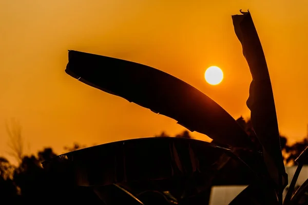 Silhouette of banana leaves before sundown. — Stock Photo, Image