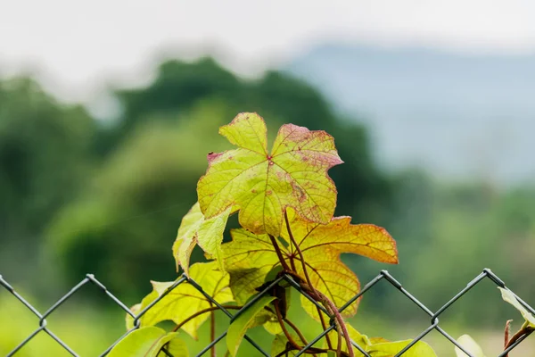 Ivy hijau pada pagar pagar besi penghalang taman — Stok Foto