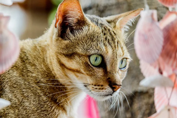 Thailand cute cat ruht Gewohnheiten von niedlichen Haustieren. Katzenrassen thaila — Stockfoto