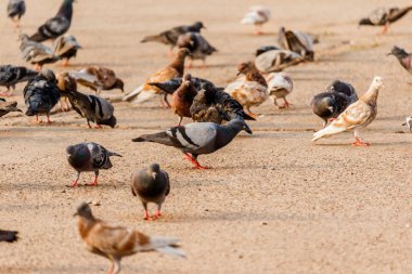 Birçok güvercinler parkta yiyorsun.