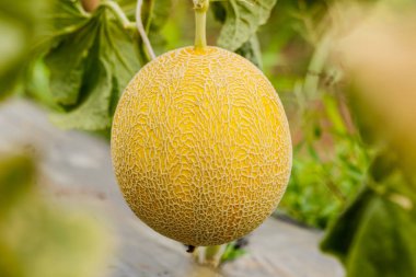 Bir serada büyüyen sarı kavun karpuz.