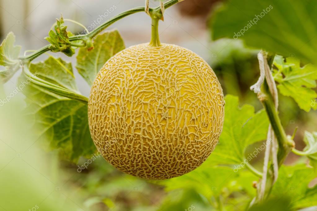 sanpom