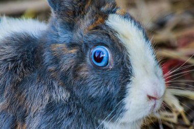 çiftlikte güzel tavşan