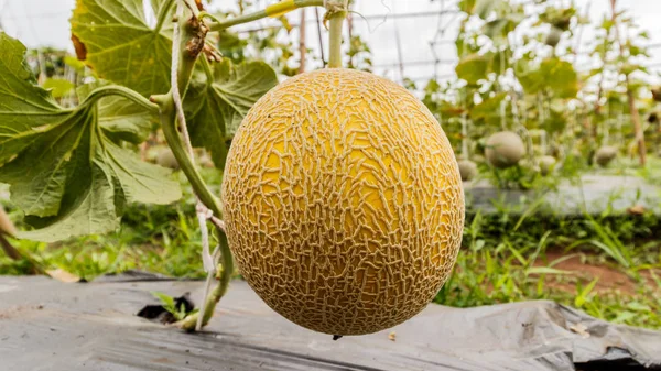 Melon Yellow Cantaloupe tumbuh di rumah kaca . Stok Foto Bebas Royalti