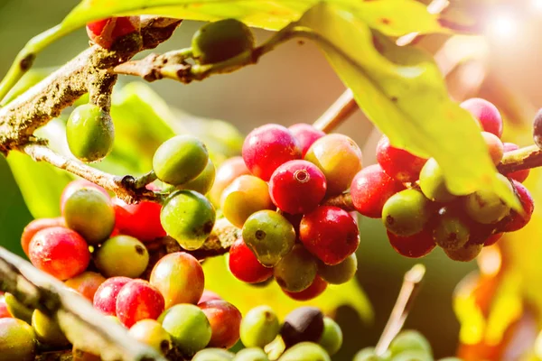 정원에서 식물에 신선한 커피 콩 — 스톡 사진