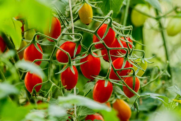 Bahçedeki dal taze kiraz domates. — Stok fotoğraf