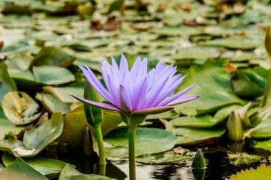 Lotus çiçeği ve lotus çiçek bitki