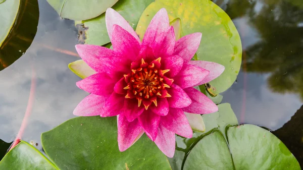 Rosa Lotusblume isolieren weißen Hintergrund mit Clipping-Pfad — Stockfoto