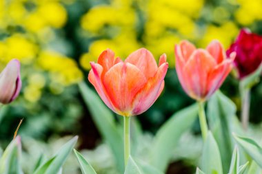 Lale alan buket arka plan ile güzel Lale