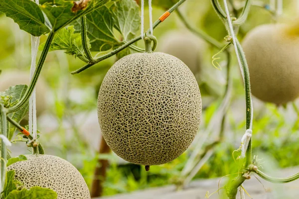 Cantaloupe. Melón fresco en el árbol. enfoque selectivo — Foto de Stock