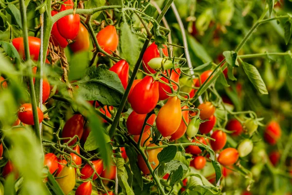 Bahçedeki dal taze kiraz domates. — Stok fotoğraf