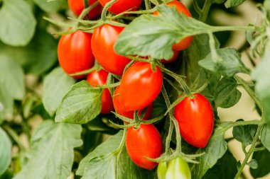 Bahçedeki dal taze kiraz domates.