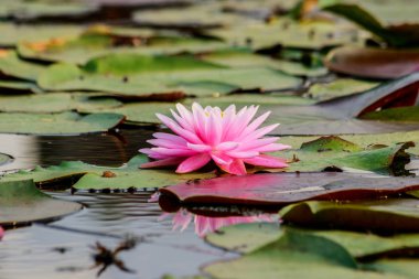 Lotus çiçeği ve lotus çiçek bitki