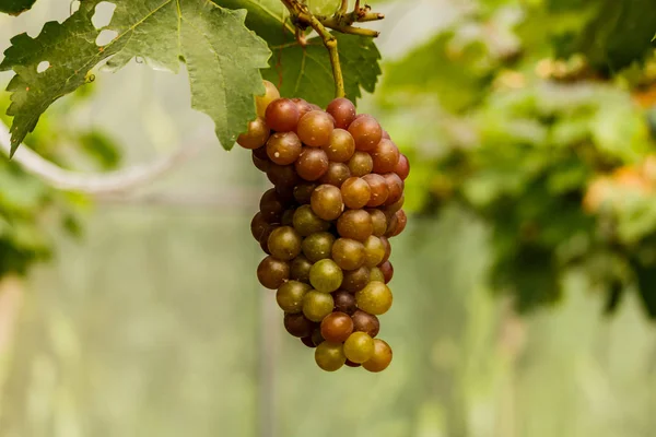 Frutas saludables Uvas de vino tinto madurando en el viñedo — Foto de Stock