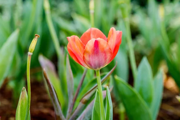 Tulipánok, tulipán mező csokor háttérrel — Stock Fotó