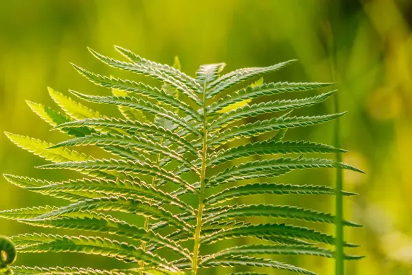 Farnblatt auf grünem Gartenhintergrund. — Stockfoto