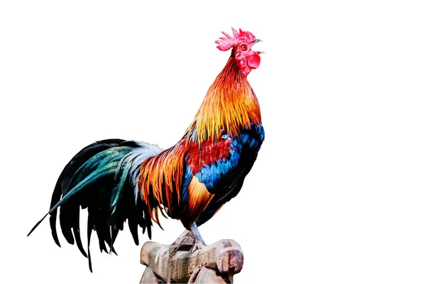 Coq poulet corbeau le matin sur la clôture isoler whi — Photo