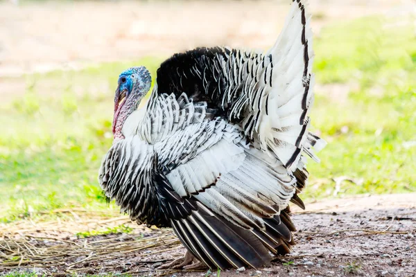 Turquía comer hierba en granja de pueblo . — Foto de Stock