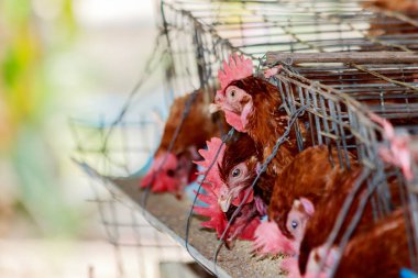 Yumurta tavuk çiftliğinde Tayland