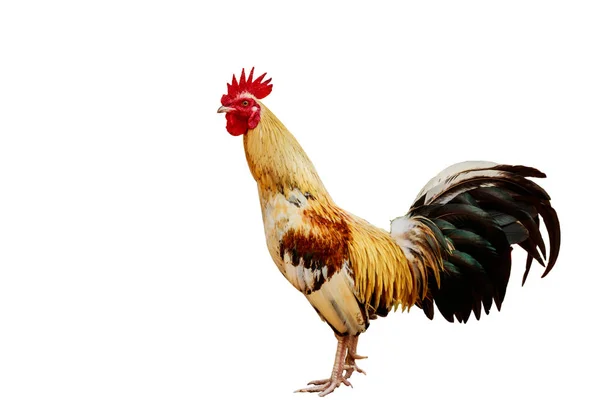 Rooster isolated on white background with clipping path. — Stock Photo, Image