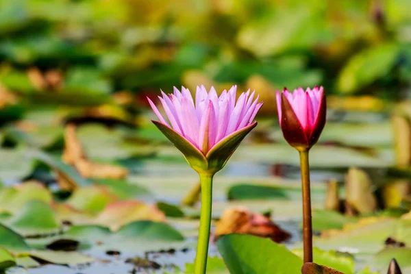 Flor de Loto y Flor de Loto — Foto de Stock