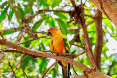Ağaç üzerinde güneş muhabbet kuşu veya Sun Conure papağan.