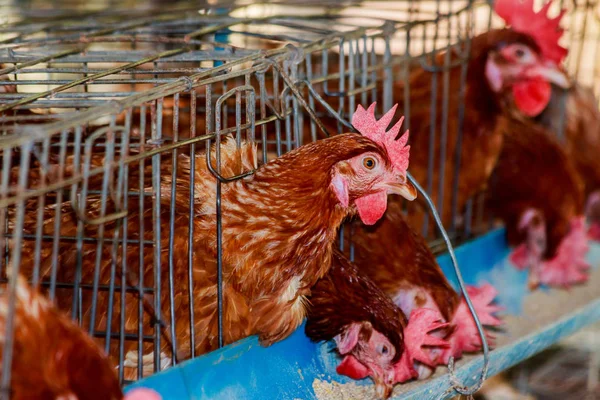 Huevos de pollo en la granja de Tailandia — Foto de Stock