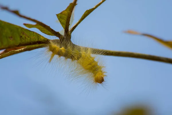 Firma Caterpillar karmienia na liściu w ogrodzie i szkód. — Zdjęcie stockowe