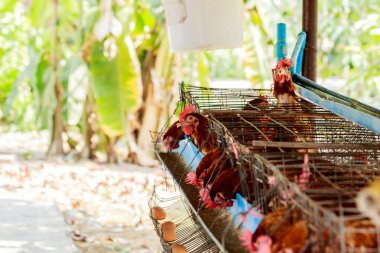 Yumurta tavuk çiftliğinde Tayland