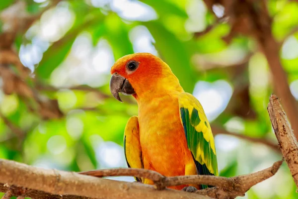 Ağaç üzerinde güneş muhabbet kuşu veya Sun Conure papağan.