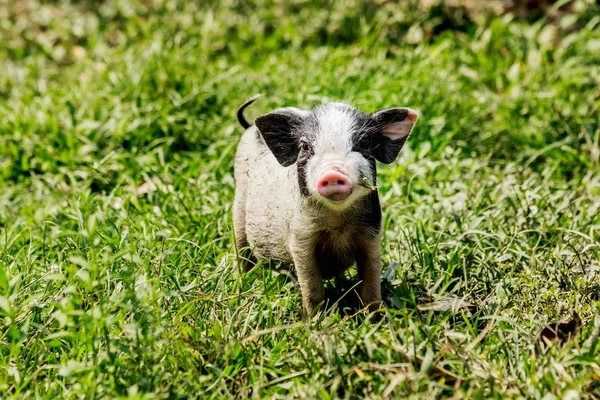 Joven cerdo divertido en una hierba verde primavera — Foto de Stock