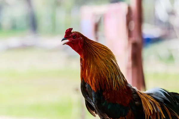 Kakas csirke kukorékolás reggel a kerítés elkülöníteni whi — Stock Fotó