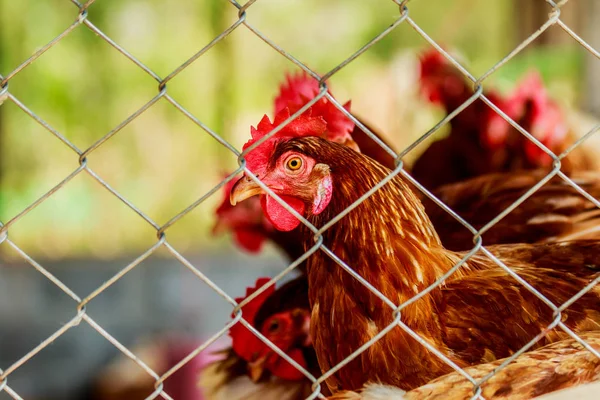 Galinhas ou galinhas dentro de um galinheiro ou galinheiro — Fotografia de Stock