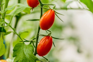 Bahçedeki dal taze kiraz domates.