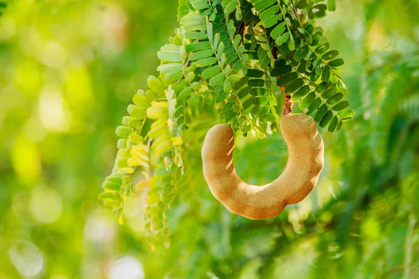 Süße Tamarinde auf Baum in den Gärten Thailands. — Stockfoto