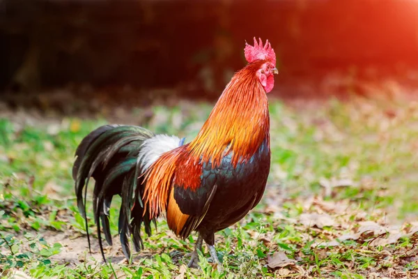 Csirke állományok farm gyep a kora reggeli napsütésben. — Stock Fotó