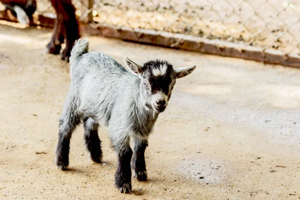 Geit baby in de kraam boerderij thailand. — Stockfoto