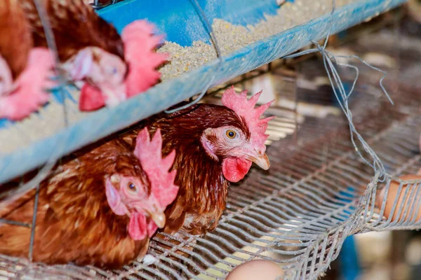 Frango de ovos na fazenda da Tailândia — Fotografia de Stock