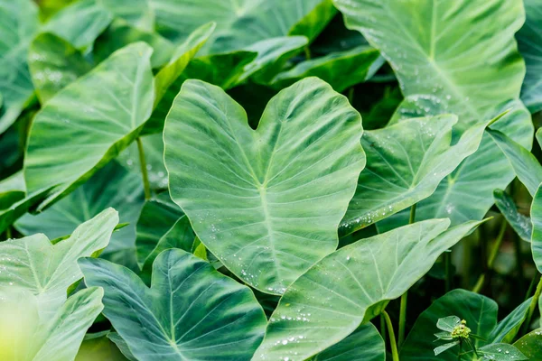 View of tropical nature green caladium leaves — Stock Photo, Image