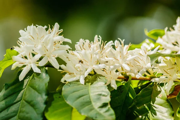 white  coffee flower on coffee tree,