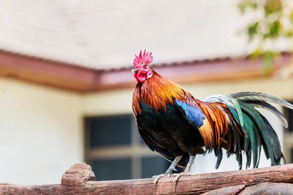 朝はフェンスに酉鶏鶏鳴 — ストック写真