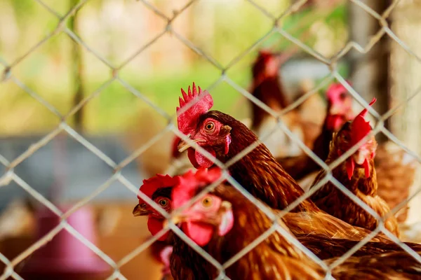 Kippen of kippen in een kippenhok of kippenhok gezien door — Stockfoto