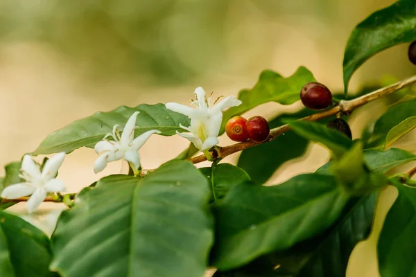 Bunga kopi putih di pohon kopi , Stok Foto Bebas Royalti