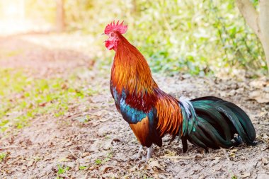 Tavuk çiftliği çimenler erken sabah güneşin peşinizden.