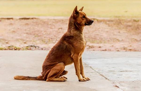Løshund som sitter på sementgulv . – stockfoto