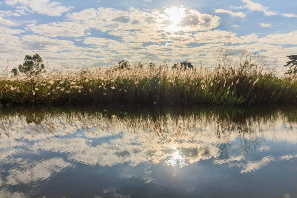 Beautiful swamp landscape near the lake in morning light. — Stock Photo, Image