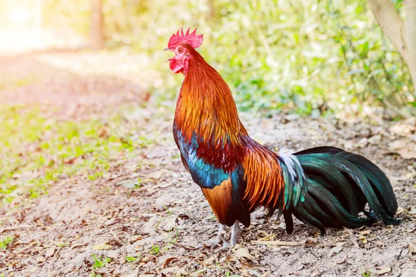 Csirke állományok farm gyep a kora reggeli napsütésben. — Stock Fotó