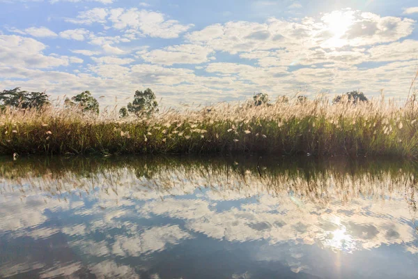 Beautiful swamp landscape near the lake in morning light.. — Stock Photo, Image