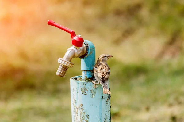 Passeri bere acqua nel parco . — Foto Stock